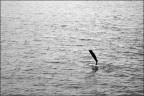 Immersione