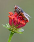 Ectophasia sp Ectophasia sp