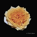 Nel mio giardino dopo la pioggia Nel mio giardino dopo la pioggia