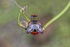 Ectopasia  un genere di mosche della famiglia Tachinidae