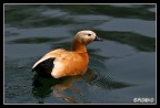 Che razza di anatra è? (CASARCA) Che razza di anatra è? (CASARCA)