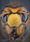 Vespa crabro (Linneaus, 1761) Vespa crabro (Linneaus, 1761)