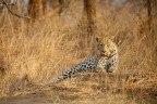 Leopardo Leopardo