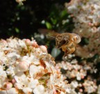 al volo ehhe al volo ehhe