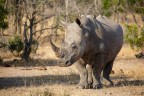 Rinoceronte bianco Rinoceronte bianco