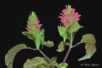 Justicia carnea