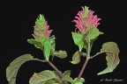 Justicia carnea Justicia carnea
