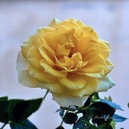 La Rosa Gialla La Rosa Gialla