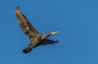 Cormorano
