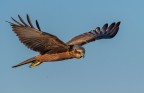 Falco di palude