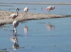 Laguna Chaxa