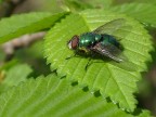 Mosca Mosca