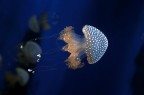 Genova, medusa acquario
