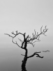 Isole (rami tagliati)