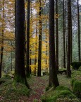 Il bosco delle fate