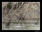 Lontra Lontra