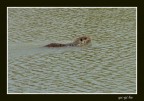 Ad un certo punto la lontra di prima si  tuffata e si  messa a nuotare. Cos gli ho scattato una foto.
(con la S5000 che ho rubato da pap)