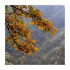 Quadro autunnale Quadro autunnale