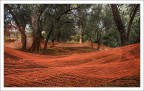 La distesa di reti per la raccolta delle olive.