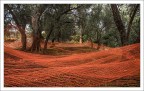 Onde tra gli ulivi Onde tra gli ulivi