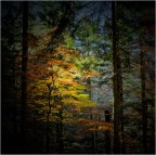 True colors True colors