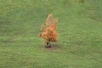 Betulla solitaria Betulla solitaria