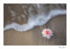 Il fiore e il mare Il fiore e il mare