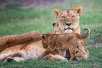 sony 99; tamron 150-600; f8; iso 600
Masai mara: una emozione unica