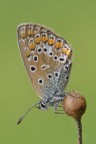 Plebejus agestis Plebejus agestis