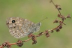 Lasiommata maera