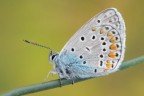 Plebejus agestis Plebejus agestis