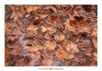 Autumn 29 Autumn 29