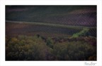 Vigne in autunno Vigne in autunno