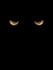 Gli occhi della notte