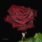 la rosa nera 2