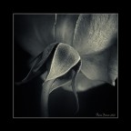 La rosa in bn La rosa in bn