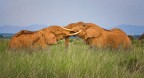 sony a77II; tamron 150-600; f9; iso500
mi sono trovato davanti a questa insolita situazione, ii due elefanti si sono spinti per circa 5min e poi se ne sono andati, ero ad parco di Amboseli.