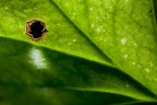Hole in the leaf Hole in the leaf