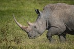 foto scattata in kenya al lago nakuru, nell'unico posto dove ho avuto la possibilit di vedere ben 4 rinoceronti bianchi e questo veramente da vicino, con un corno incredibile e anche due rinoceronti neri.