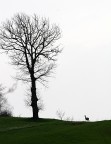 Capriolo Capriolo