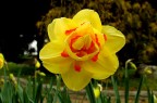 Fiori e composizioni al parco del Valentino a Torino.