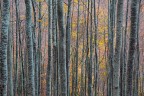 Alberi
