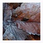 Brina autunnale Brina autunnale