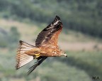 Basilicata agosto 2020, nibbio reale in volo.