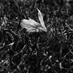 Foglia secca BN Foglia secca BN