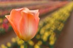 Tulipano tra i tulipani