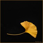 Autunno Liberty Autunno Liberty