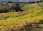 Vigneti toscani. d'autunno.. Vigneti toscani. d'autunno..