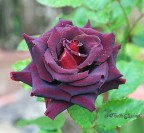 La rosa nerea 4