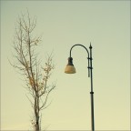 La Via del Ginko La Via del Ginko